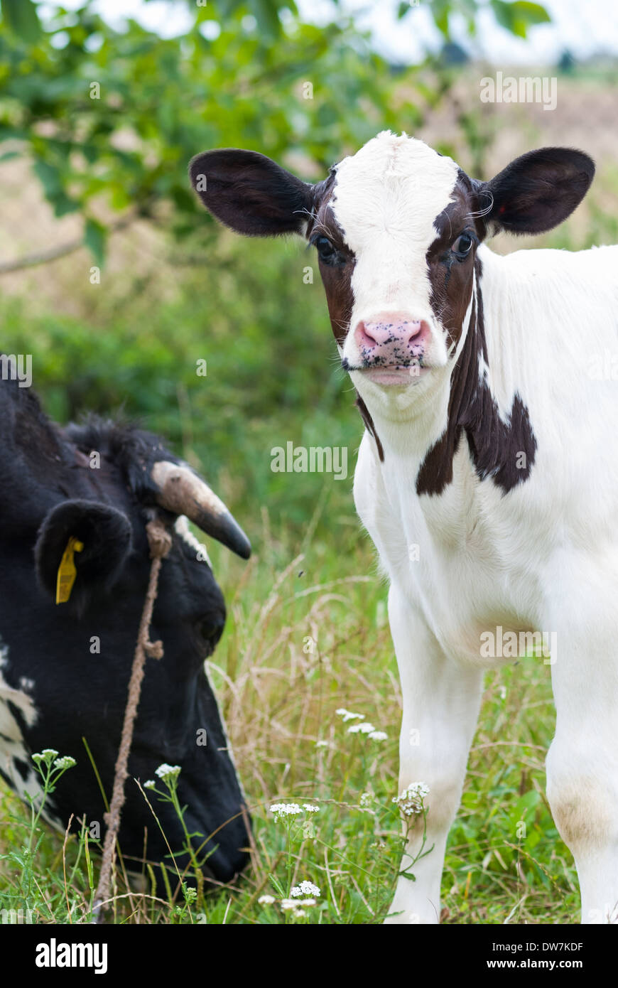 Eine Front von Kalb und ein Profil einer Kuh in ein Gehege Stockfoto