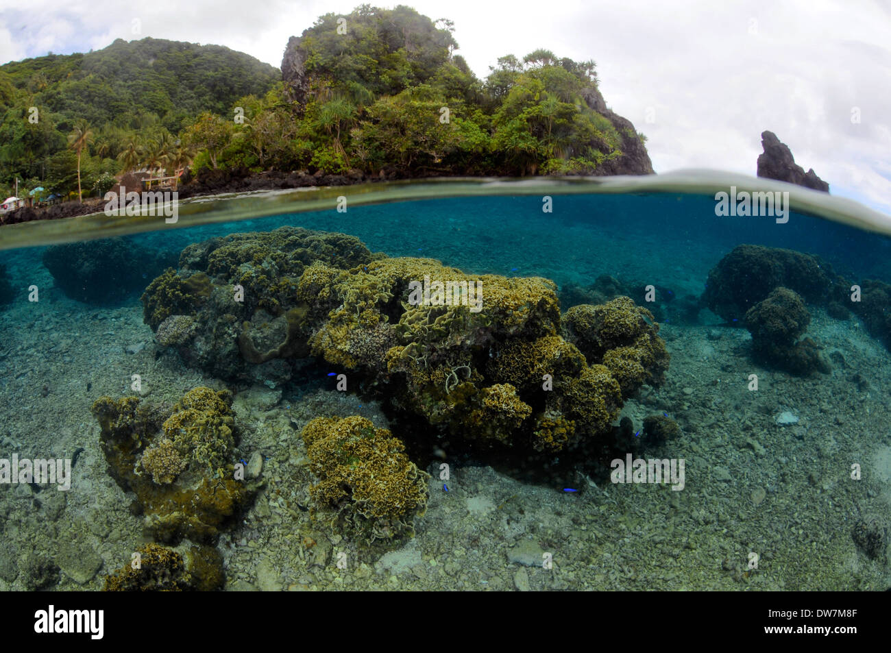 Flachen Korallen Kopf, eventuell mit Acropora SP. und Steinkorallen SP., Fagaitua Bay, Pago Pago, Amerikanisch-Samoa Tutuila Insel, Stockfoto