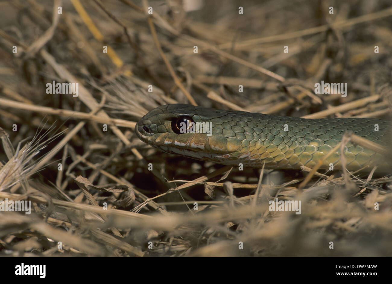 MONTPELLIER Schlange (Malpolon Monspessulanus) Lesbos Griechenland Stockfoto