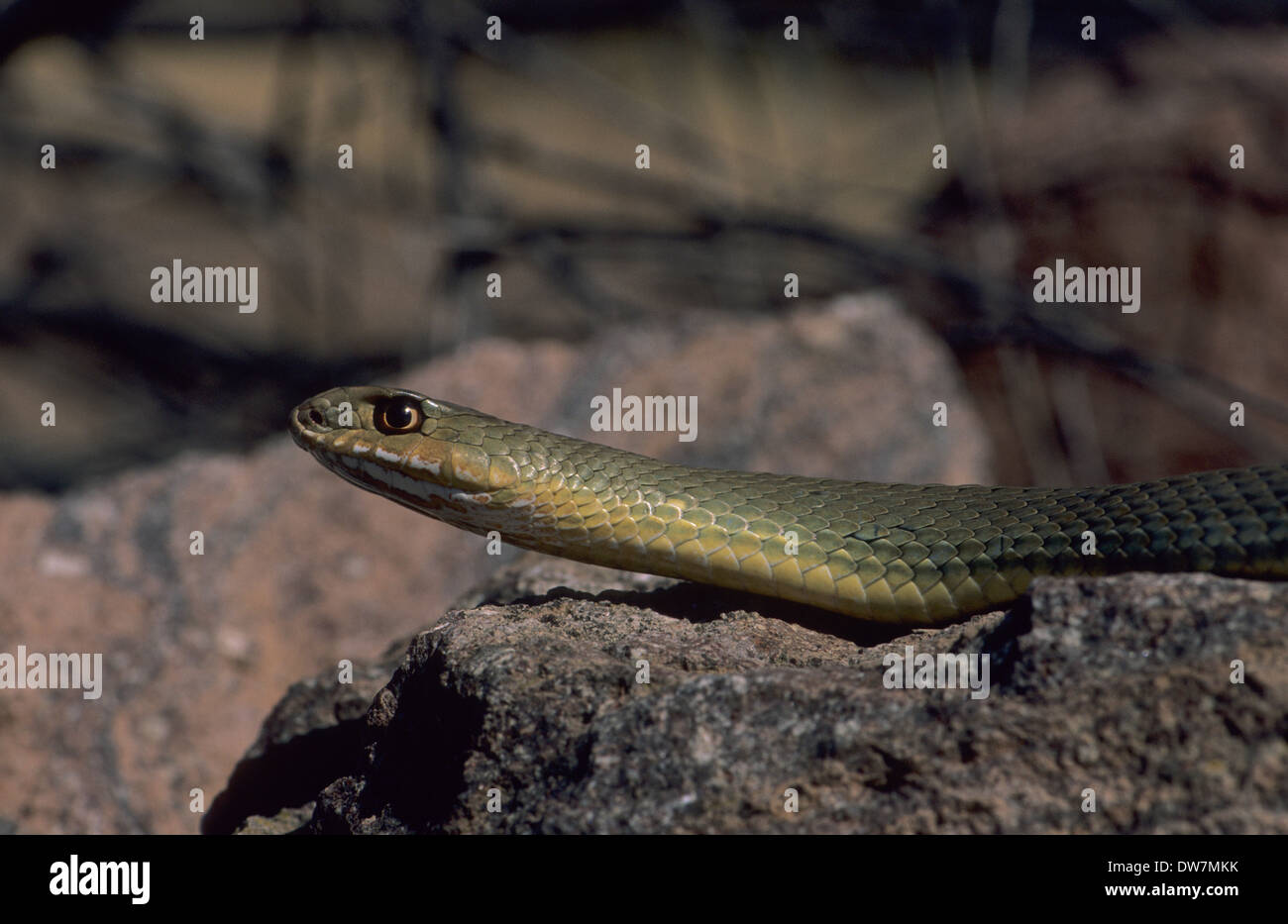 MONTPELLIER Schlange (Malpolon Monspessulanus) Lesbos Griechenland Stockfoto