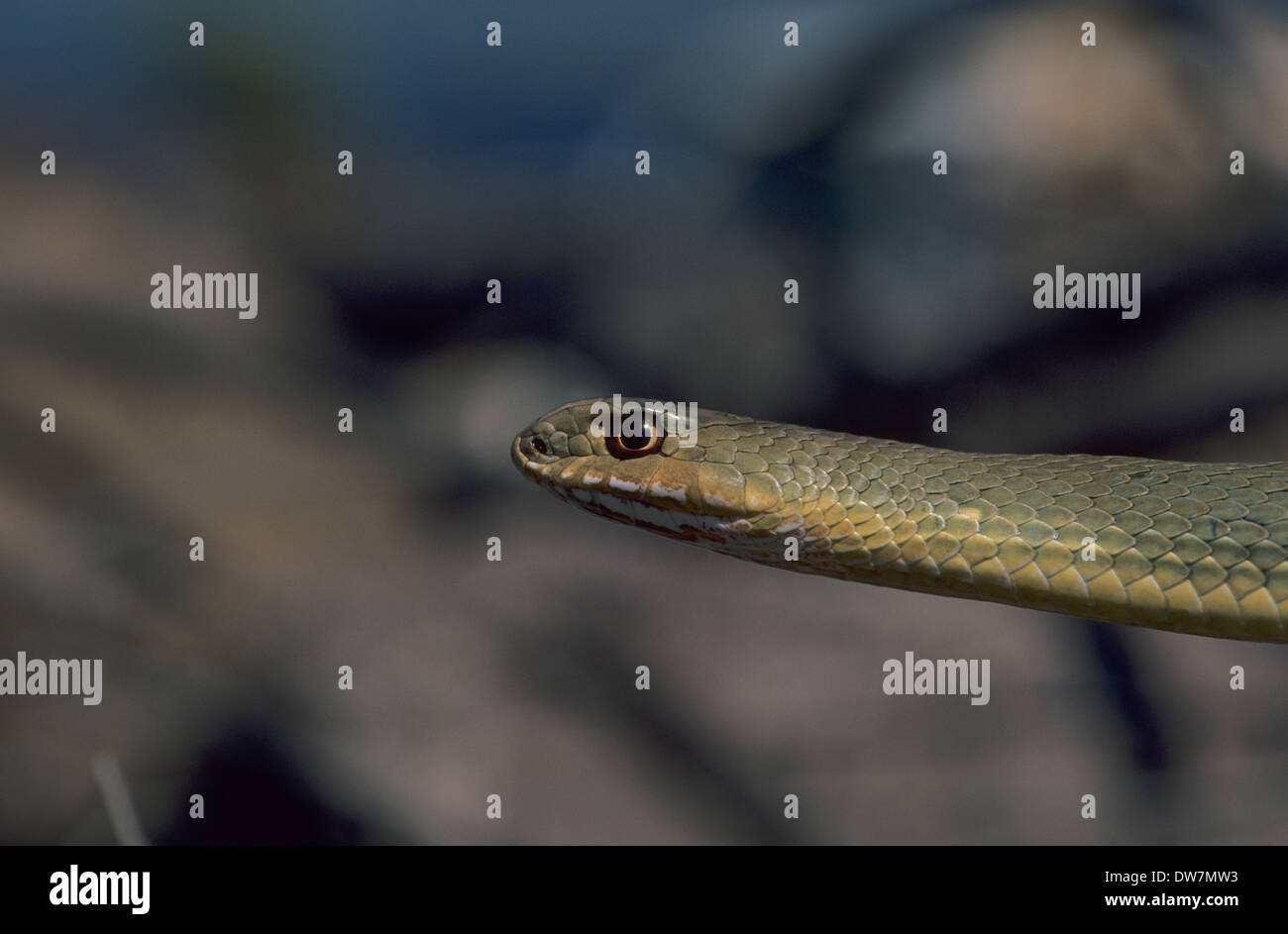 MONTPELLIER Schlange (Malpolon Monspessulanus) Lesbos Griechenland Stockfoto