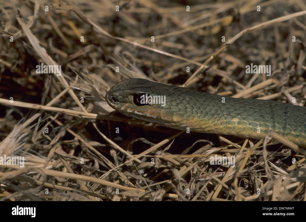 MONTPELLIER Schlange (Malpolon Monspessulanus) Lesbos Griechenland Stockfoto