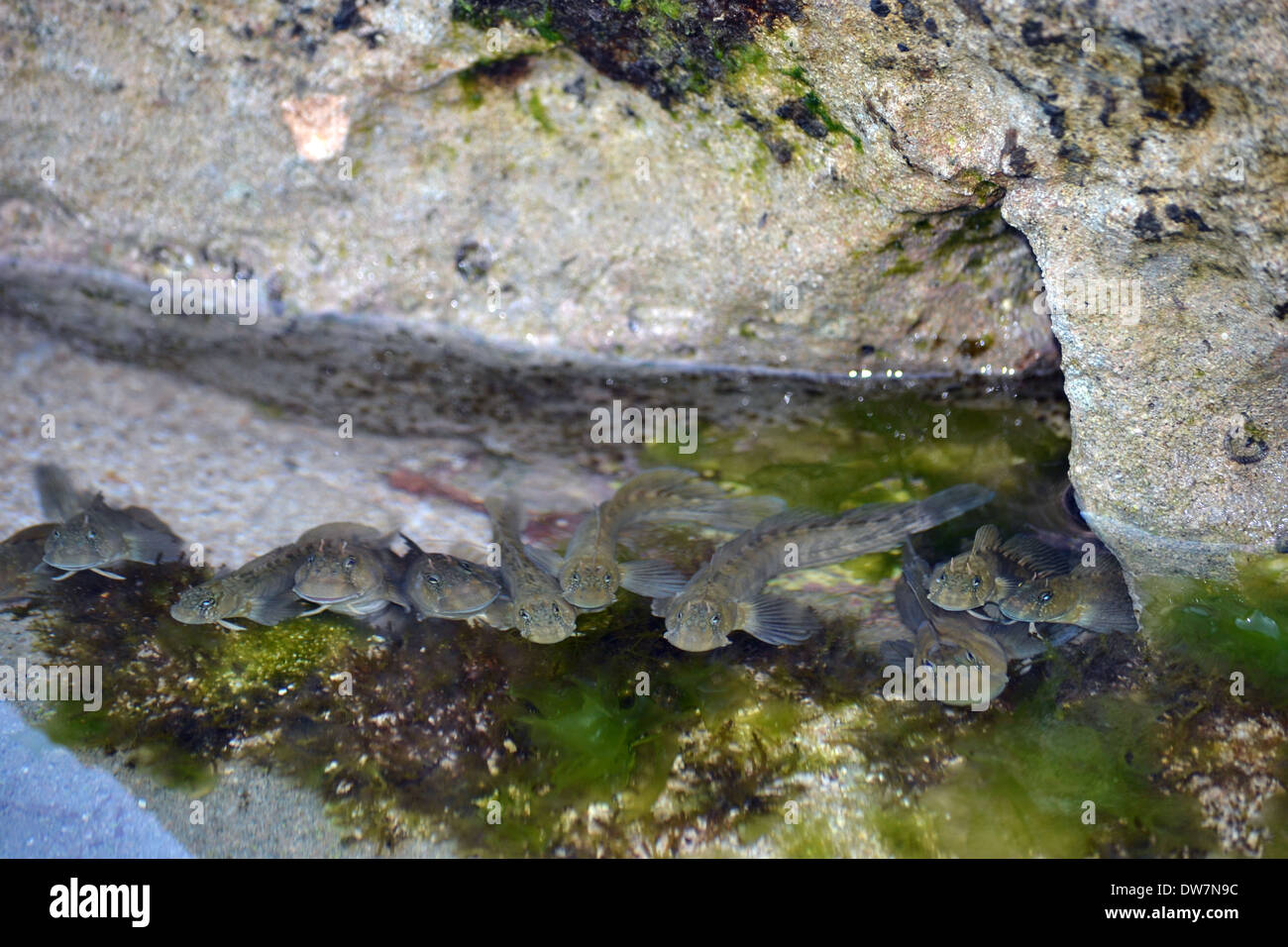 Zebra Rockskipper oder pao'o, Istiblennius Zebra in einer Ursuppe in Ko'olina Beach, Oahu, Hawaii, USA Stockfoto