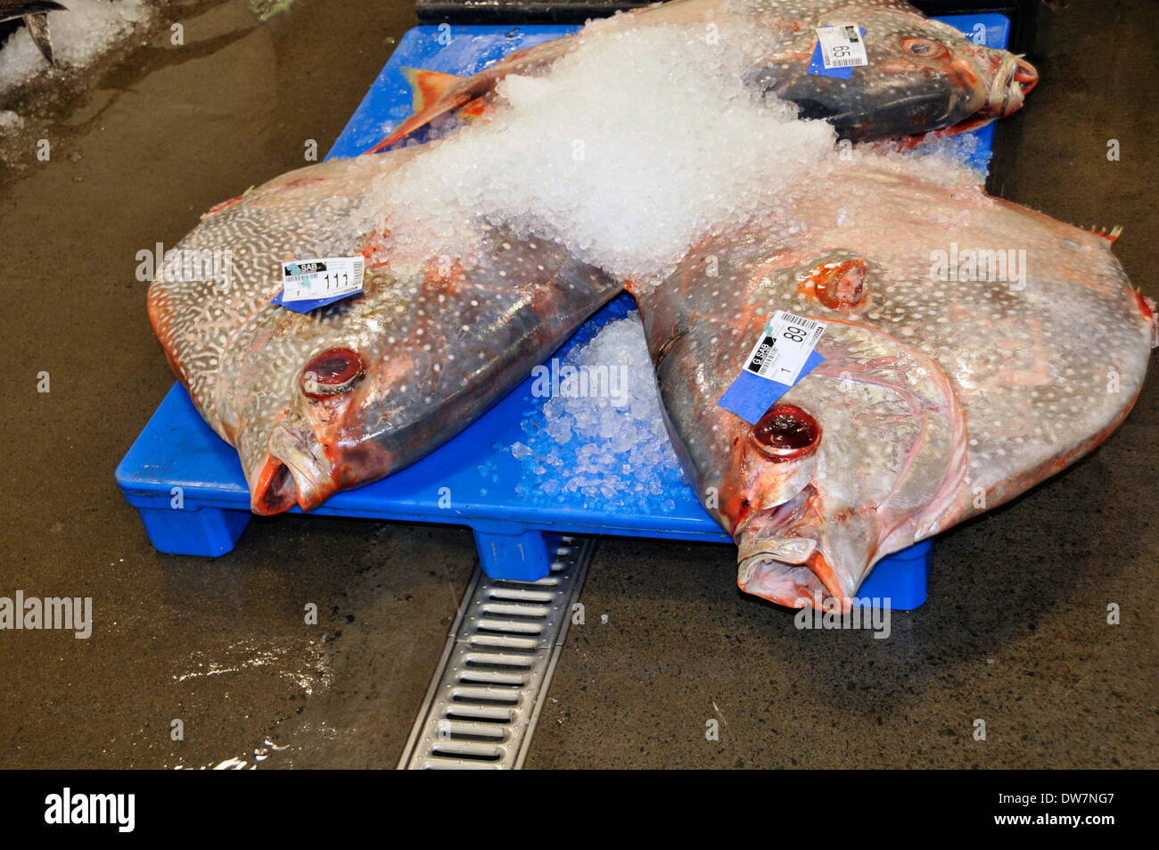 Toten Moonfish, Sonnenbarsch oder Opah, Lampris Regius, warten auf dem Eis zur Versteigerung auf dem Fischmarkt von Honolulu, Oahu, Hawaii, USA Stockfoto