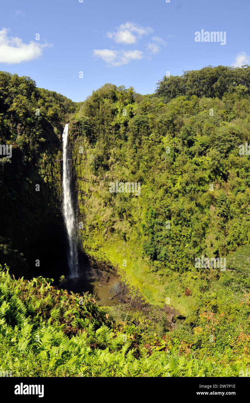 Akaka Falls in Akaka Falls State Park, Big Island, Hawaii, USA Stockfoto