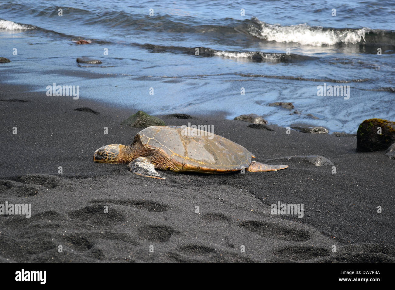 Grüne Meeresschildkröte, Chelonia Mydas, sonnen sich in Black Sand Beach Ufer, Big Island, Hawaii, USA Stockfoto