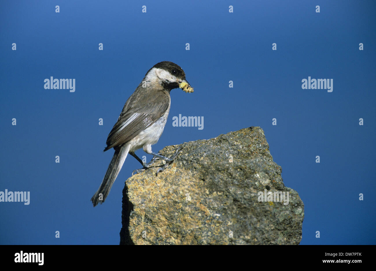 SOMBRE TIT (Parus Lugubris) Erwachsenen mit Essen in der Nähe von Nistplatz Lesbos Griechenland Stockfoto