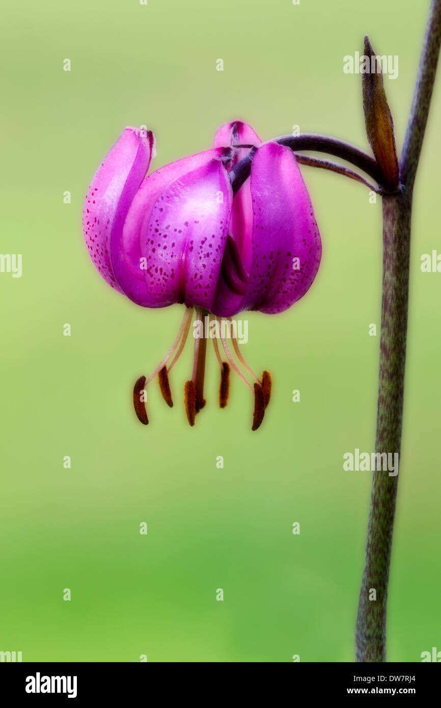Manipulierte Bild einer Martagon-Lilie, Lilium Martagon, Valsavarenche, Italienische Alpen, Italien. Soft-Fokus Stockfoto