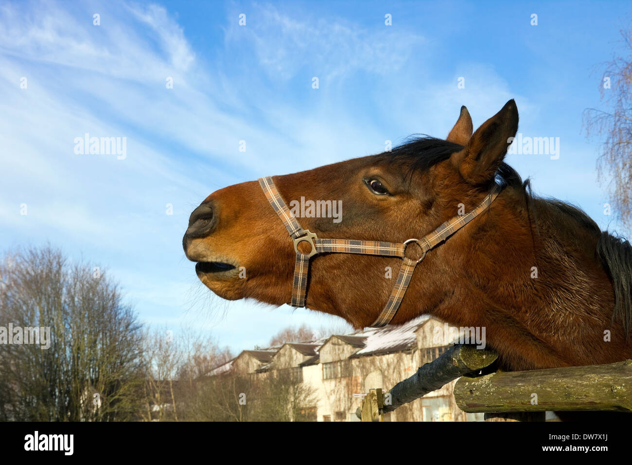 Rotes Pferd wiehert gegen einen blauen Winterhimmel. Sonniger Tag. Selektive Kunst Fokus Stockfoto