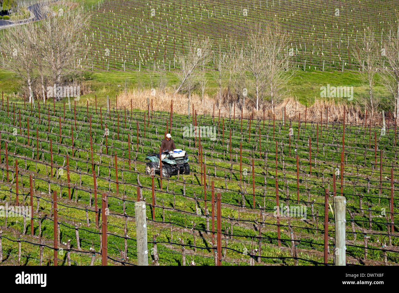 Weinberg Arbeiter auf einem Traktor im Keller Estate Winery, Petaluma, Kalifornien, USA Stockfoto