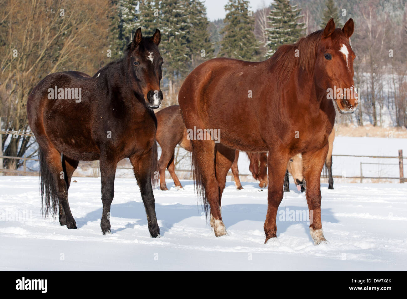 Herde stehende Pferde im winter Stockfoto