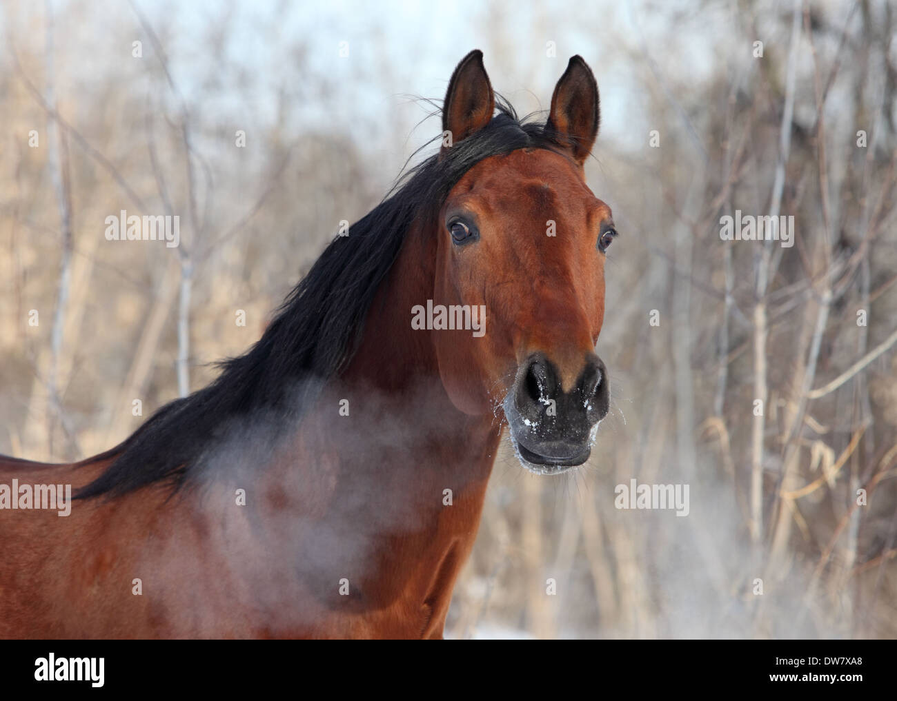 Heißen Atem der jungen Trakehner Pferde in Wintertag Stockfoto
