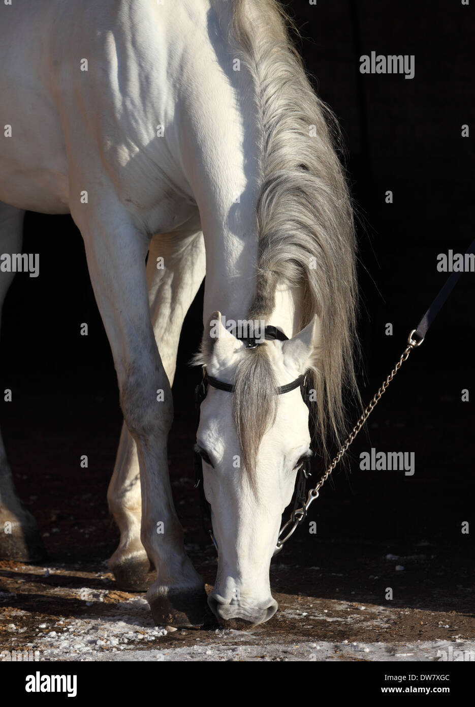 Seltene russische Rasse der Pferde - Orlovsky Trotter verschwinden Stockfoto