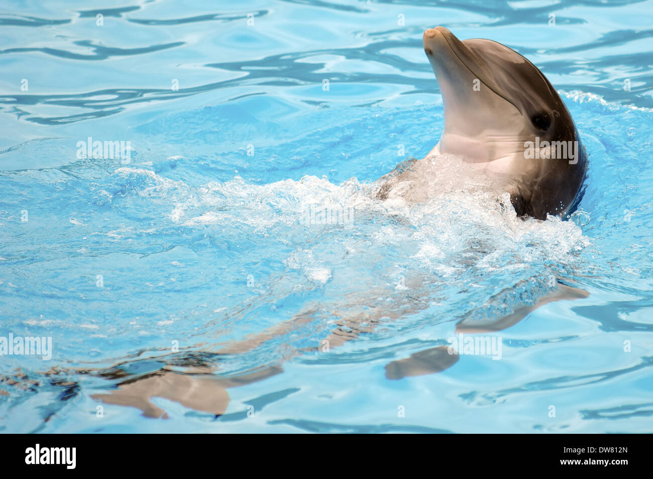Glücklich Delfinen schwimmt im Wasser. Stockfoto