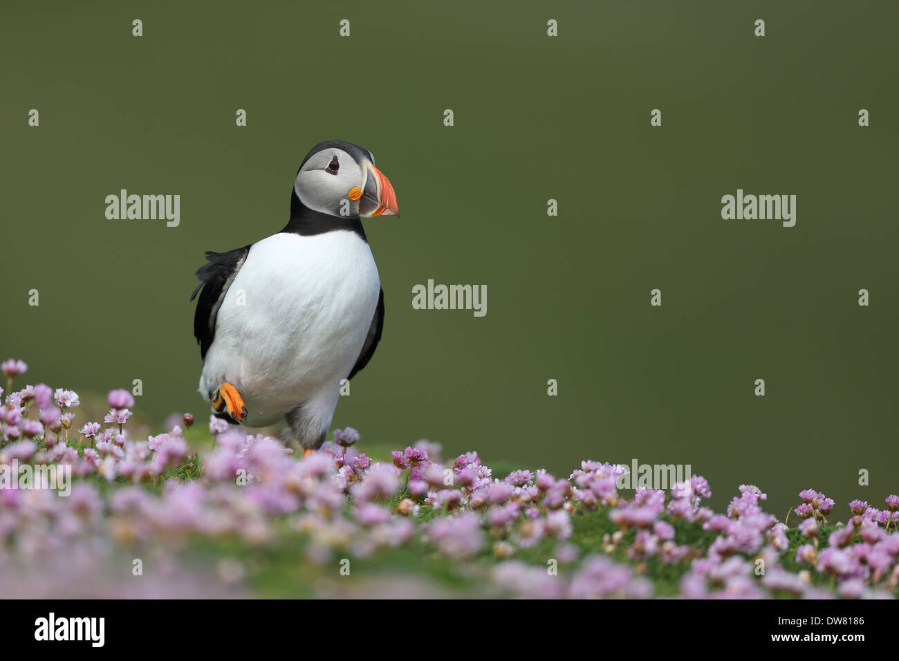 Papageientaucher in Sparsamkeit auf Fair Isle Stockfoto