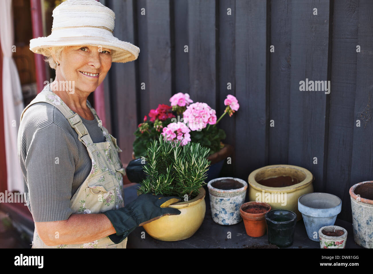 Aktive ältere Frau Blumenerde einige Pflanzen in Terrakotta-Töpfe auf einer Theke in Hinterhof. Ältere weibliche Gärtner Blumen Pflanzen. Stockfoto