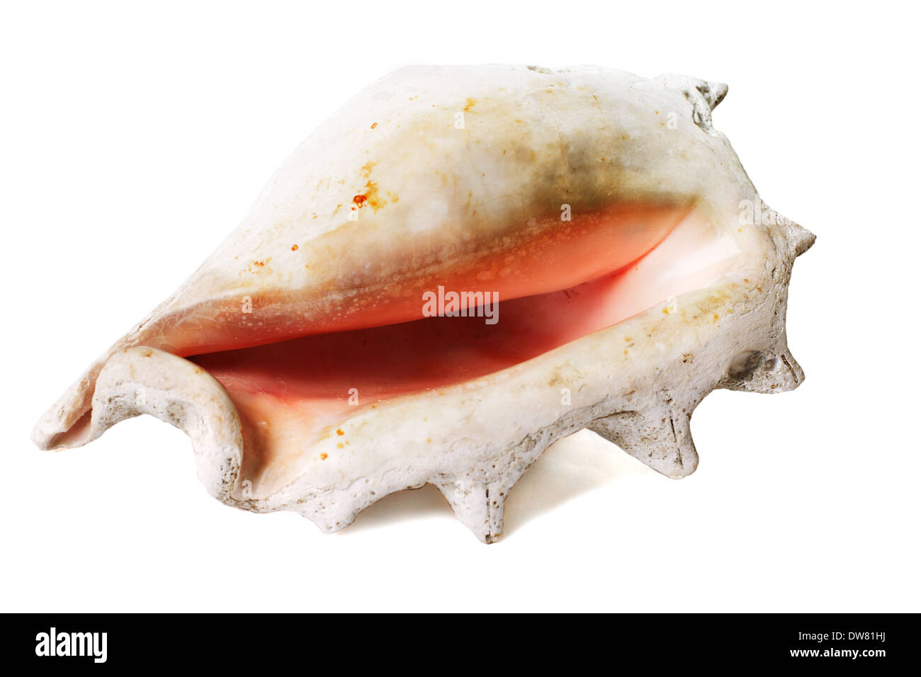 alten Muschel isoliert auf weißem Hintergrund Stockfoto