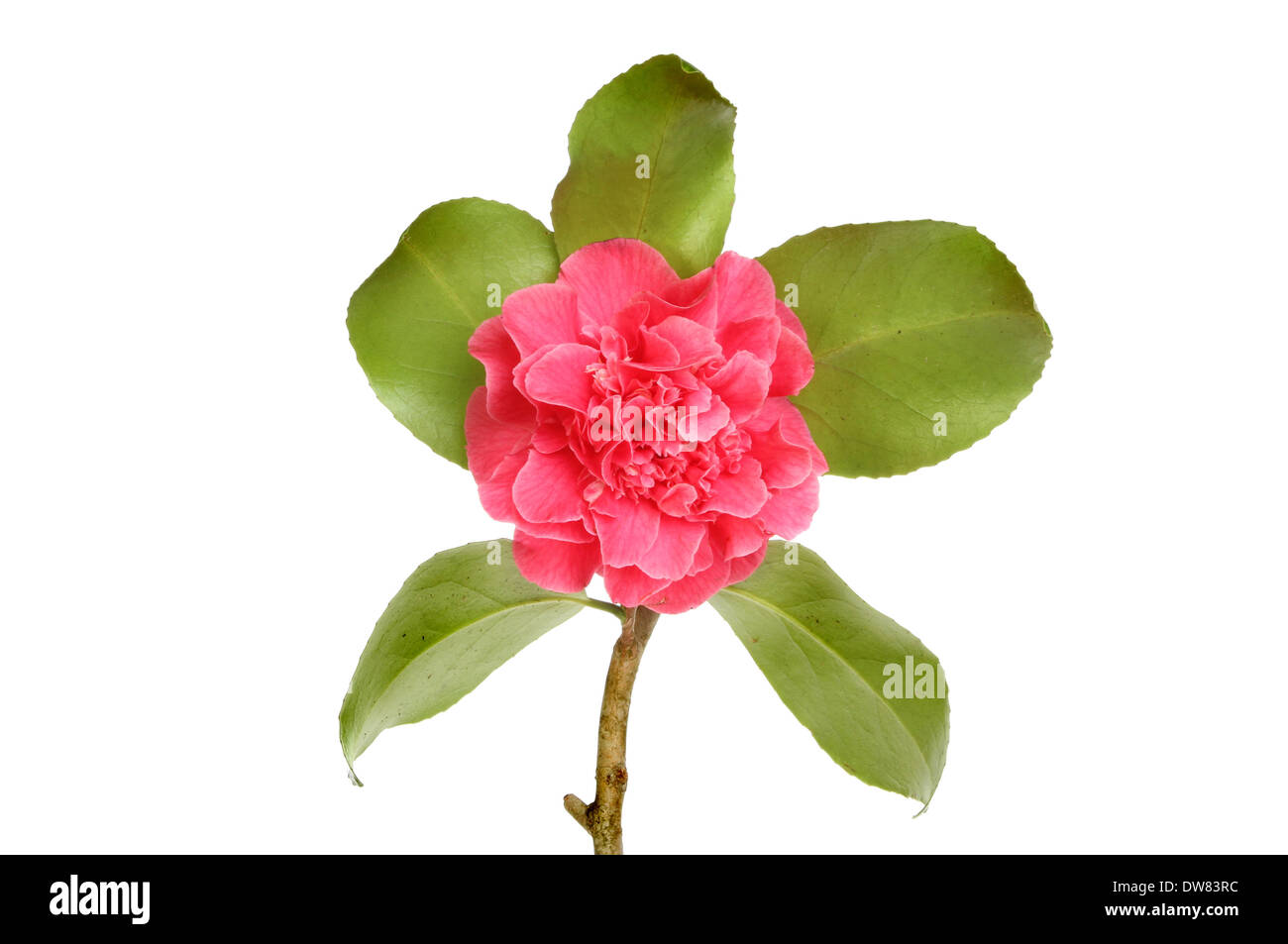 Rote Camelila Blüte und Blätter isoliert gegen weiß Stockfoto