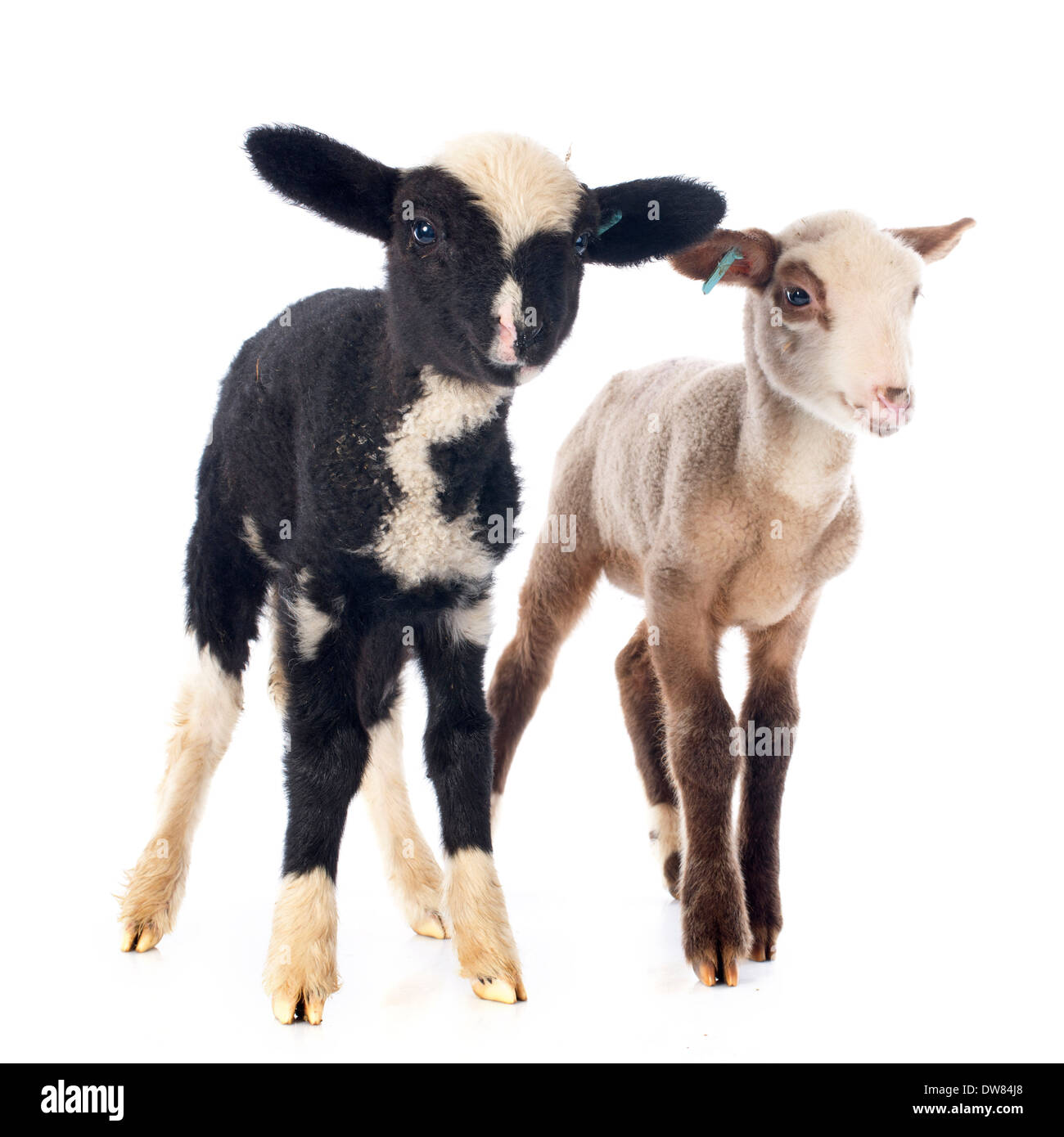 junge Lämmer vor weißem Hintergrund Stockfoto