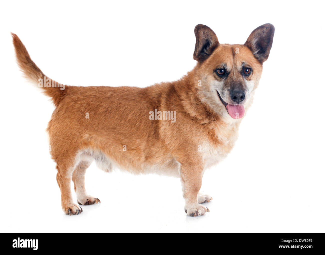 Welsh Corgi vor weißem Hintergrund Stockfoto