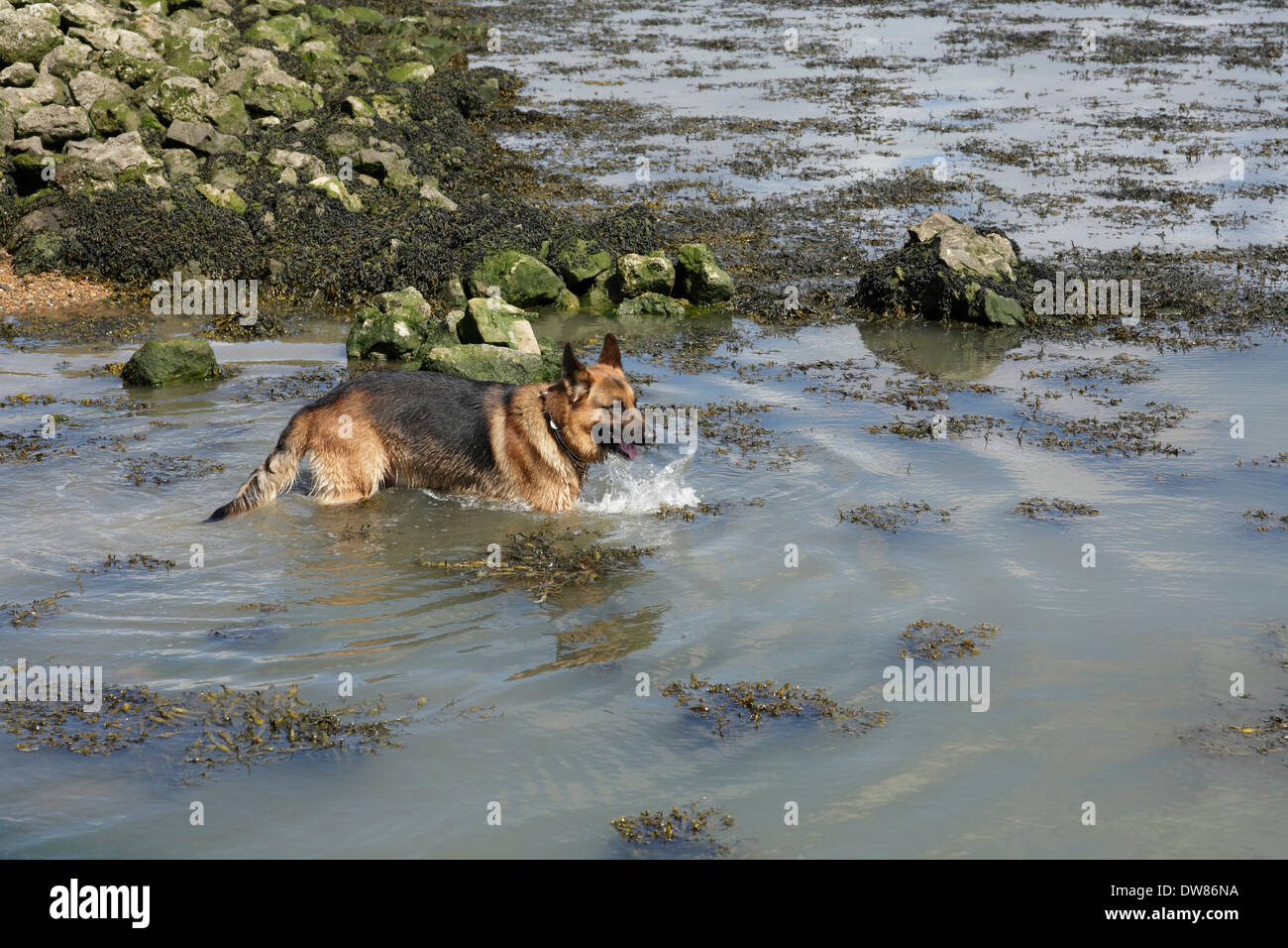 Deutscher Schäferhund im Meer baden gehen Stockfoto