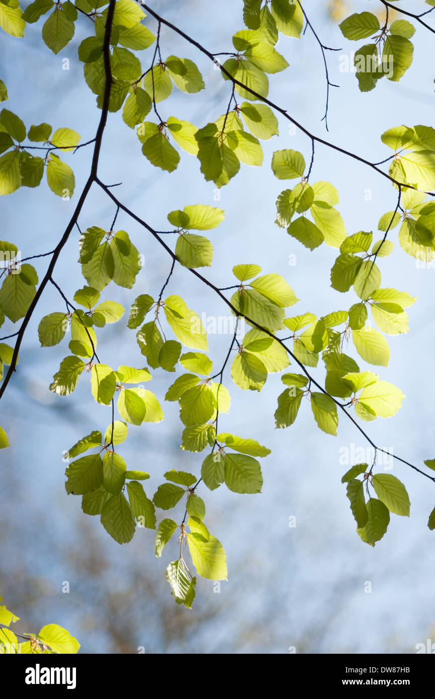 Gewöhnliche Buche (Fagus sylvatica), Dunsford Wood, Devon, Großbritannien. Stockfoto