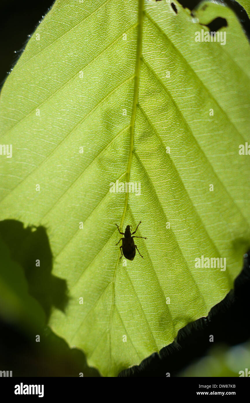 Gewöhnliche buchen (Fagus sylvatica), Dunsford Wood, Devon, Großbritannien. Stockfoto