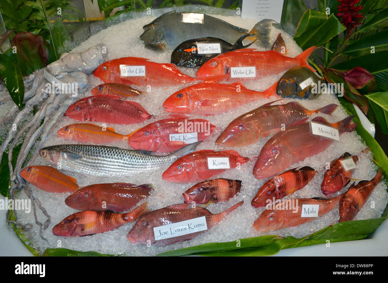Eine Vielzahl von hawaiianischen Fische auf Verkauf, Hawaii Seafood Festival, Oahu, Hawaii, USA Stockfoto