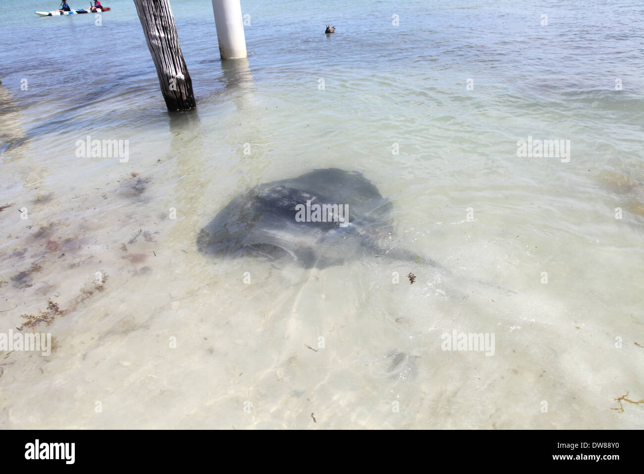 Hamelin Bay Western Australia, Australia Stockfoto