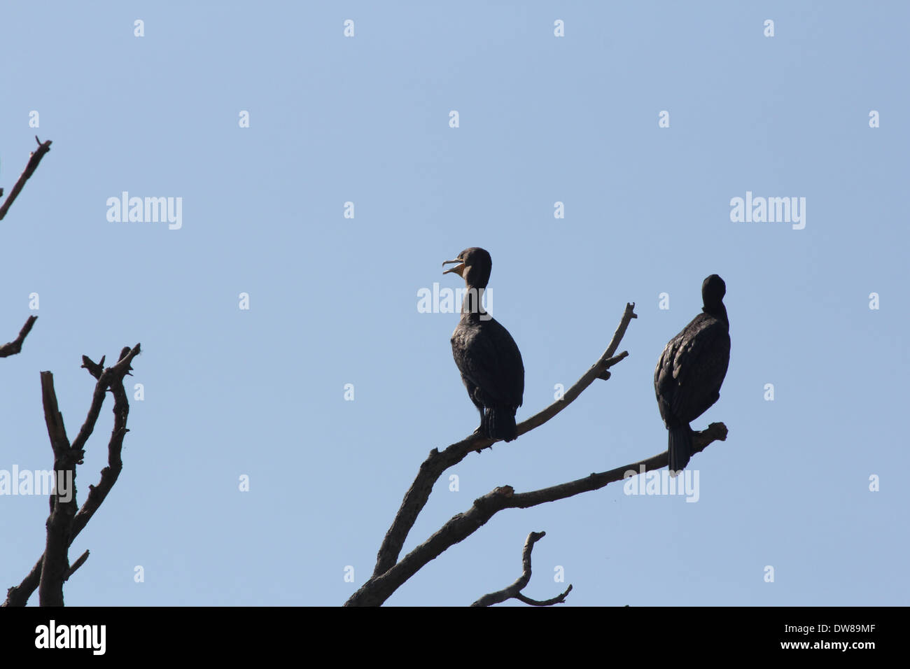 An den Ästen eines Baumes am Wasser. Der Doppel-crested Kormoran findet sich in der Nähe von Flüssen, Seen und entlang der Küste. Ißt m Stockfoto