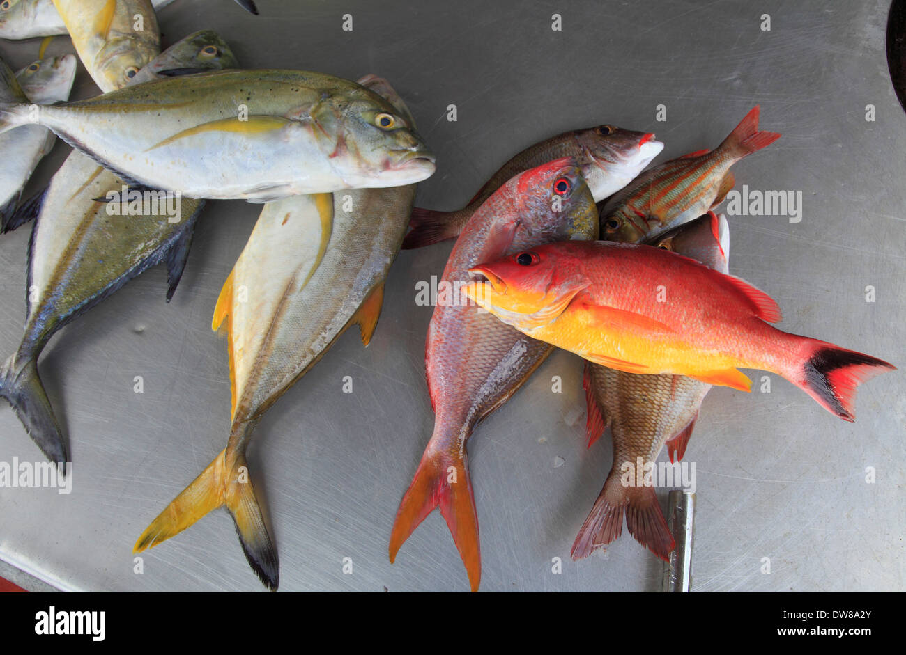 Sri Lanka, Aluthgama, Fischmarkt, Fisch, Stockfoto