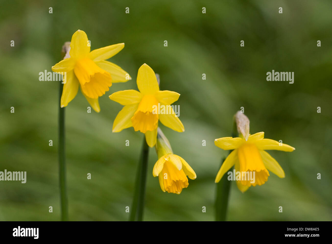 Narzissen "Tete ein Tete". Zwerg-Narzissen im Garten. Stockfoto