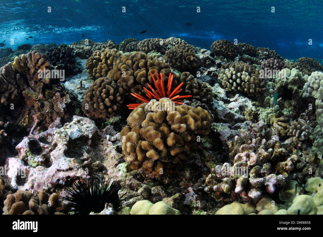 Gesunden Korallenriff mit einer roten Schiefer Bleistift Urchin, Heterocentrotus Mamillatus, Molokini, Maui, Hawaii, USA Stockfoto