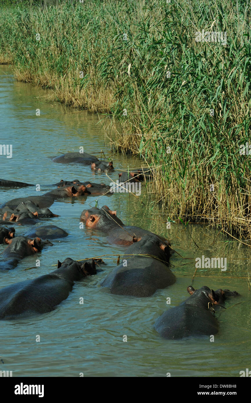 Saint Lucia, KwaZulu-Natal, Südafrika, Pod von Hippo, Hippopotamus amphibius, in Wasser eingetaucht Neben Schilf der Mündung, Tiere, Safari Stockfoto