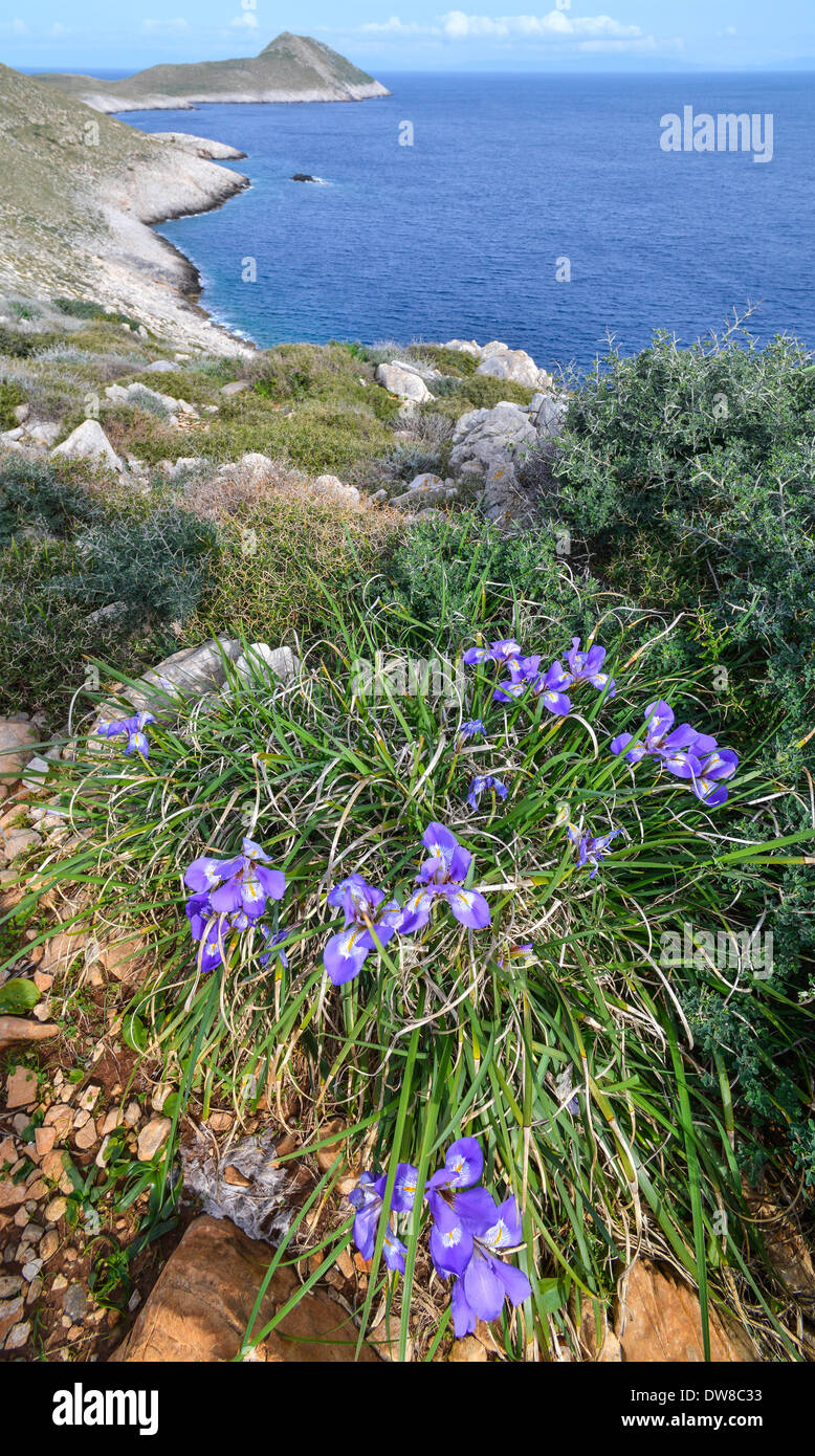 Schwertlilien (Iris Unguicularis) im Frühling am Kap Tenaro an der Spitze der tiefen Mani, Lakonia, Peloponnes, Griechenland Stockfoto