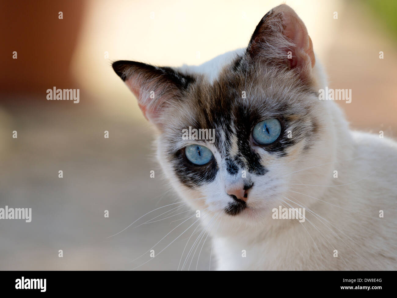 Junge schildpatt Katze mit blauen Augen im Freien Stockfoto