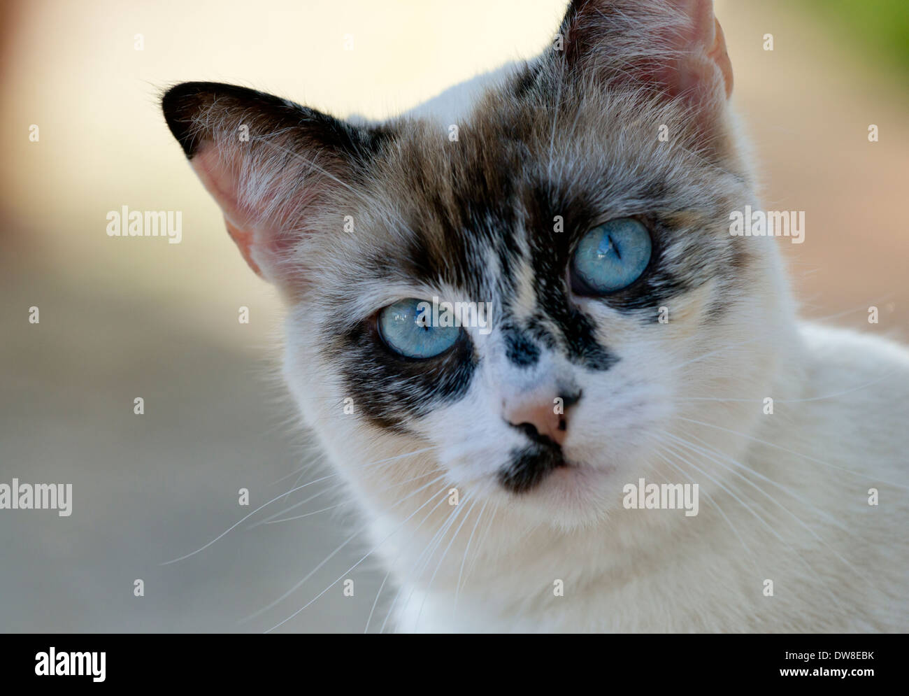 Junge schildpatt Katze mit blauen Augen im Freien Stockfoto