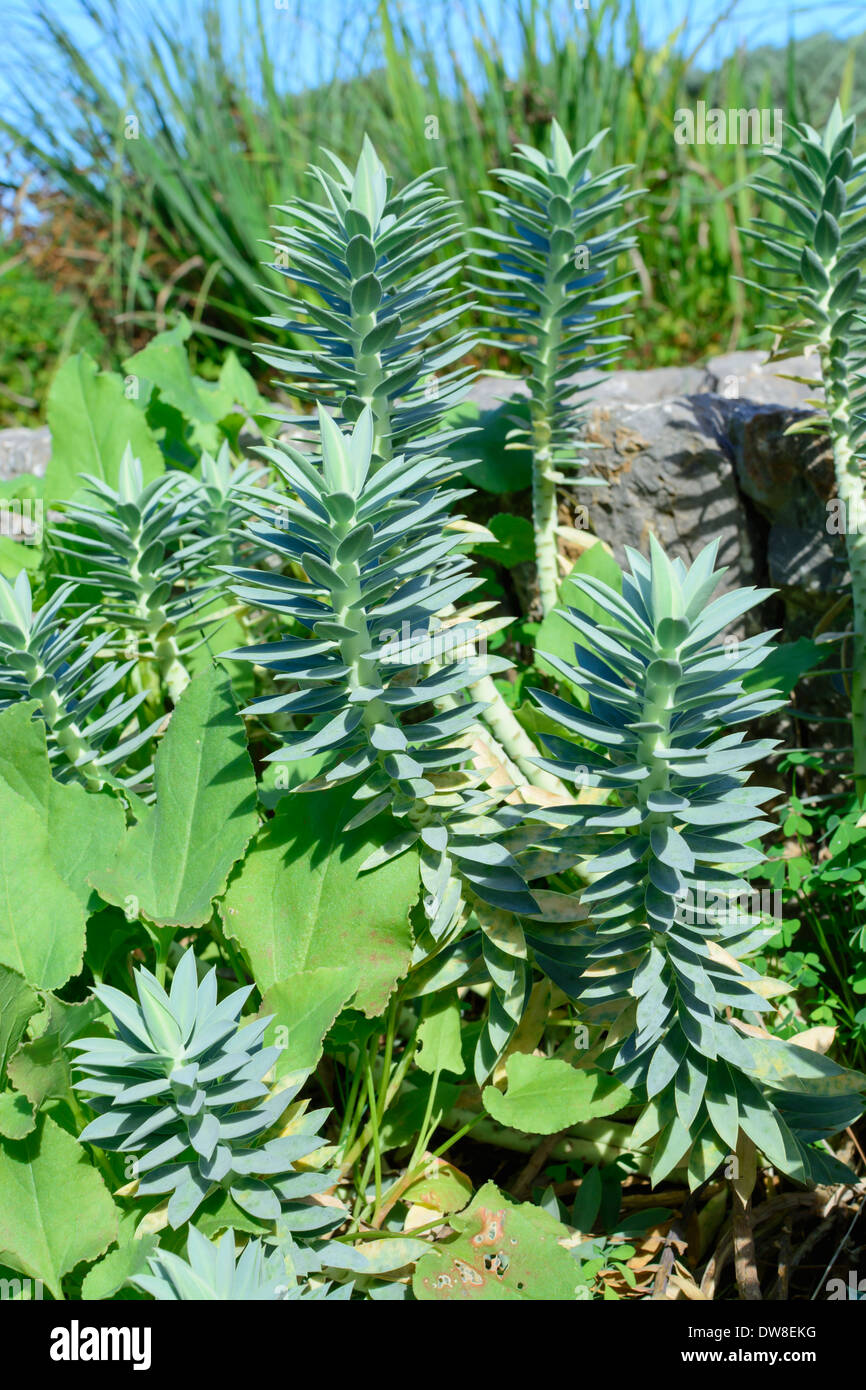 Sedum Pflanzen Wachsen Unter Unkraut Im Garten Mallorca Balearen Spanien Stockfotografie Alamy