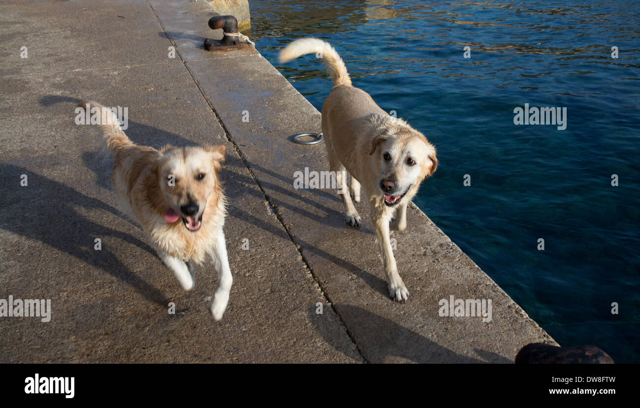 Zwei glückliche nasse Hunde laufen auf einem Pier nach dem Schwimmen. Mallorca, Balearen, Spanien. Stockfoto