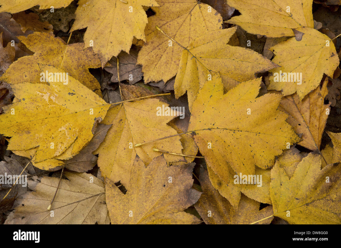 Elsbeere (Sorbus Torminalis) gefallenen Blätter im Laubwald Dordogne Frankreich November Stockfoto