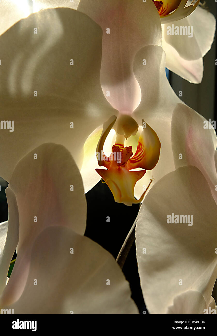 Nahaufnahme von weiße Orchidee Stockfoto