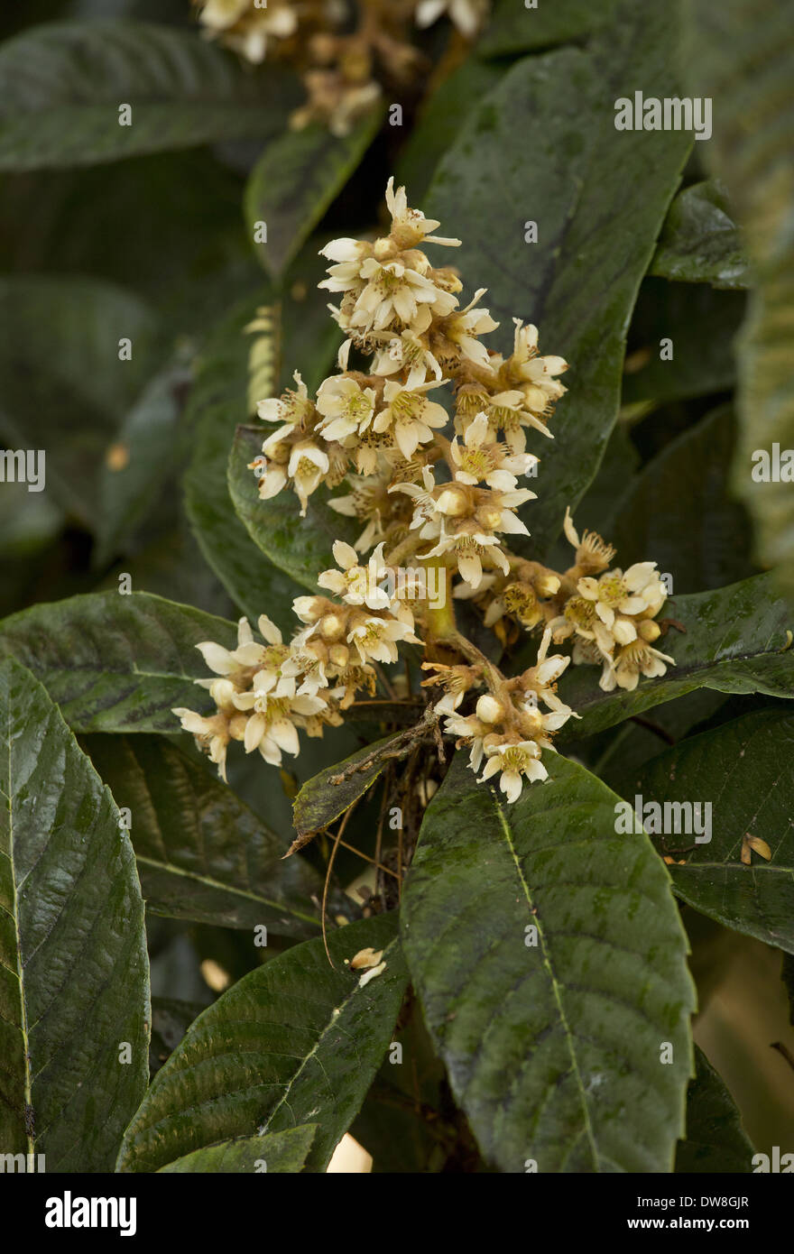 Loquat (Eriobotrya Japonica) eingeführten Arten Nahaufnahmen von Blumen Dordogne Frankreich November Stockfoto