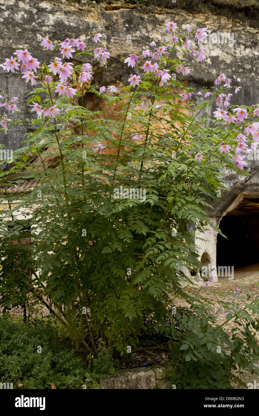 Bell Tree Dahlie (Dahlia Imperialis) Blüte wachsen als ornamentale Brantome Perigord Dordogne Frankreich November Stockfoto