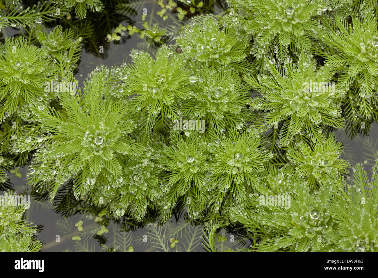 Papageienfeder (Tausendblatt Aquaticum) eingeführt, invasive Arten