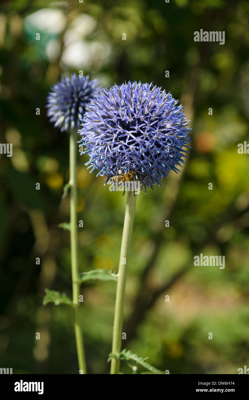 Blühende Echinops Sphaerocephalus. Stockfoto