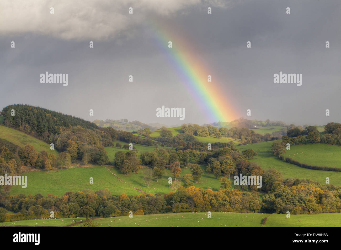 Regenbogen und Sturmwolken über Ackerland mit Schafen auf der Weide in der Nähe von Tregynon Powys, Wales November Stockfoto