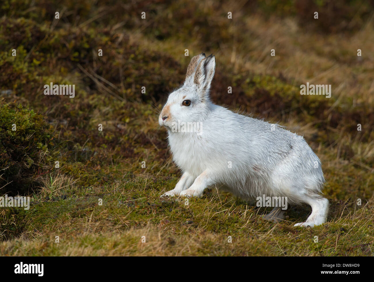 Schneehase in seiner weißen Wintermantel auf der rechten Slde des Bildes auf der Suche nach links und sehr aufmerksam Stockfoto