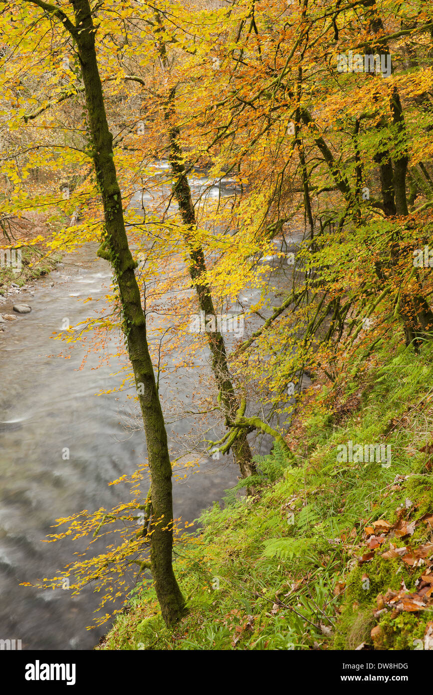 Bäume mit Blättern in Herbstfärbung am steilen Hang des Ufers Marsh Bridge River Barle wächst in der Nähe von Dulverton Exmoor Nationalpark Stockfoto