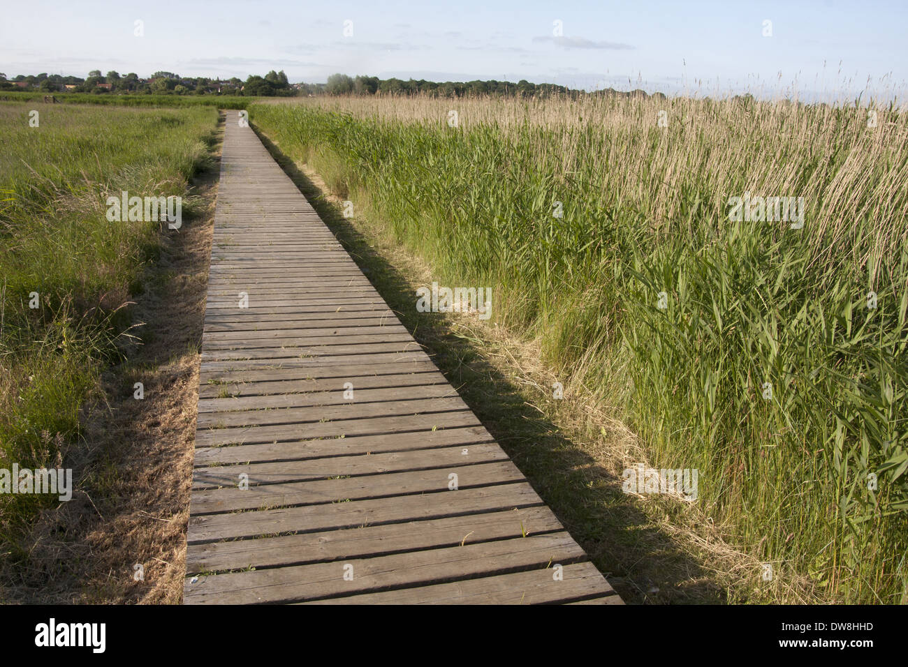 Promenade in küstennahen Sumpfgebieten Lebensraum Snape Maltings Flusses Alde Snape Suffolk England Juli Stockfoto