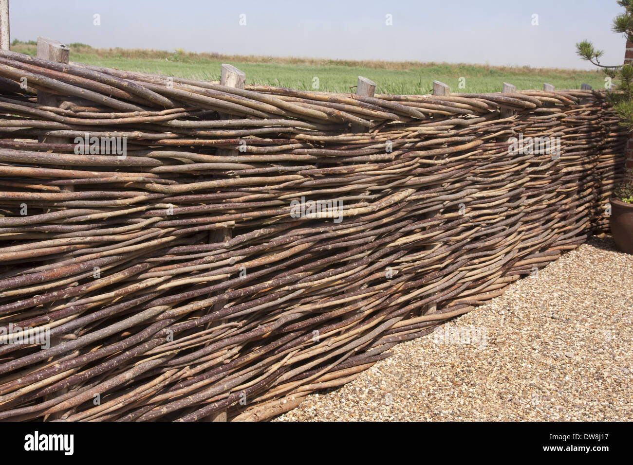 Traditionelle Flechtwerk Weide-Webart Zaun Norfolk England Juli Stockfoto